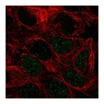 Atlas Antibodies Anti-PEPD Antibody