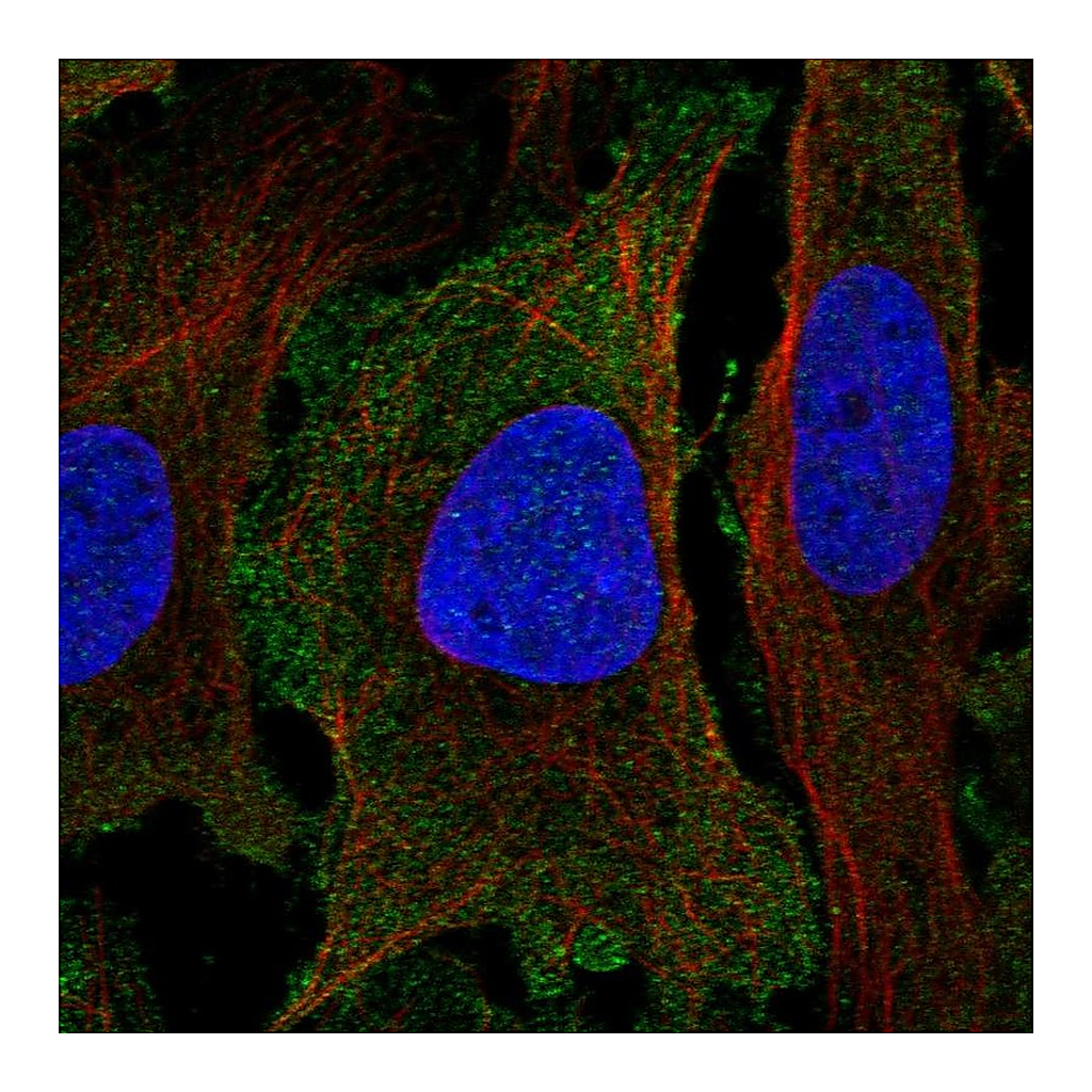 Atlas Antibodies Anti-PER1 Antibody