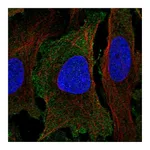 Atlas Antibodies Anti-PER1 Antibody