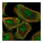 Atlas Antibodies Anti-PER1 Antibody