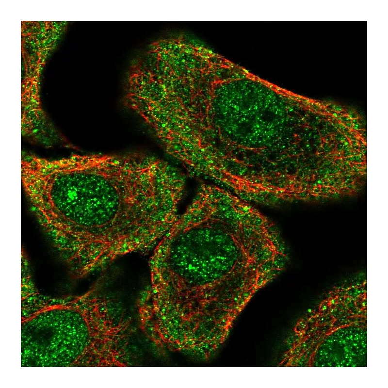 Atlas Antibodies Anti-PER1 Antibody