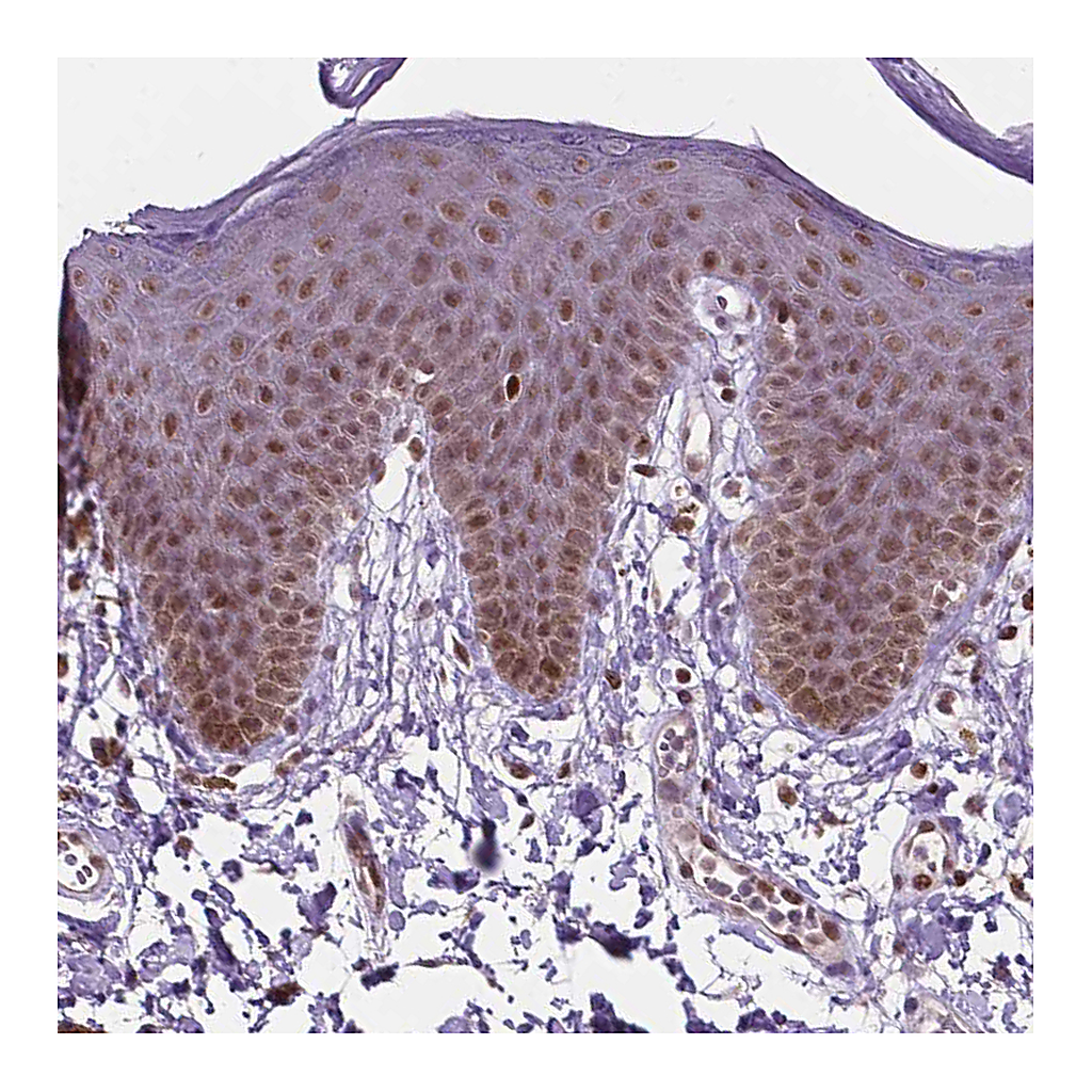 Atlas Antibodies Anti-PER2 Antibody