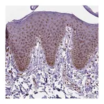 Atlas Antibodies Anti-PER2 Antibody