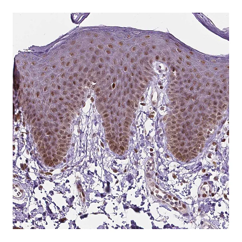 Atlas Antibodies Anti-PER2 Antibody
