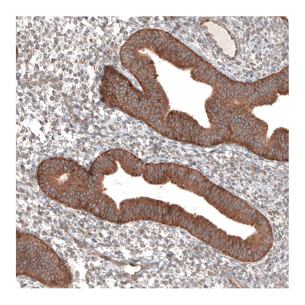 Atlas Antibodies Anti-PER3 Antibody