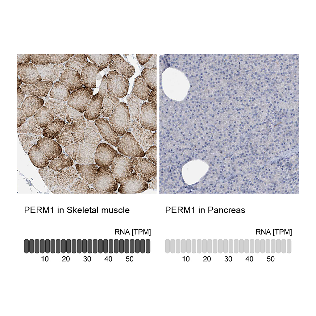 Atlas Antibodies Anti-PERM1 Antibody