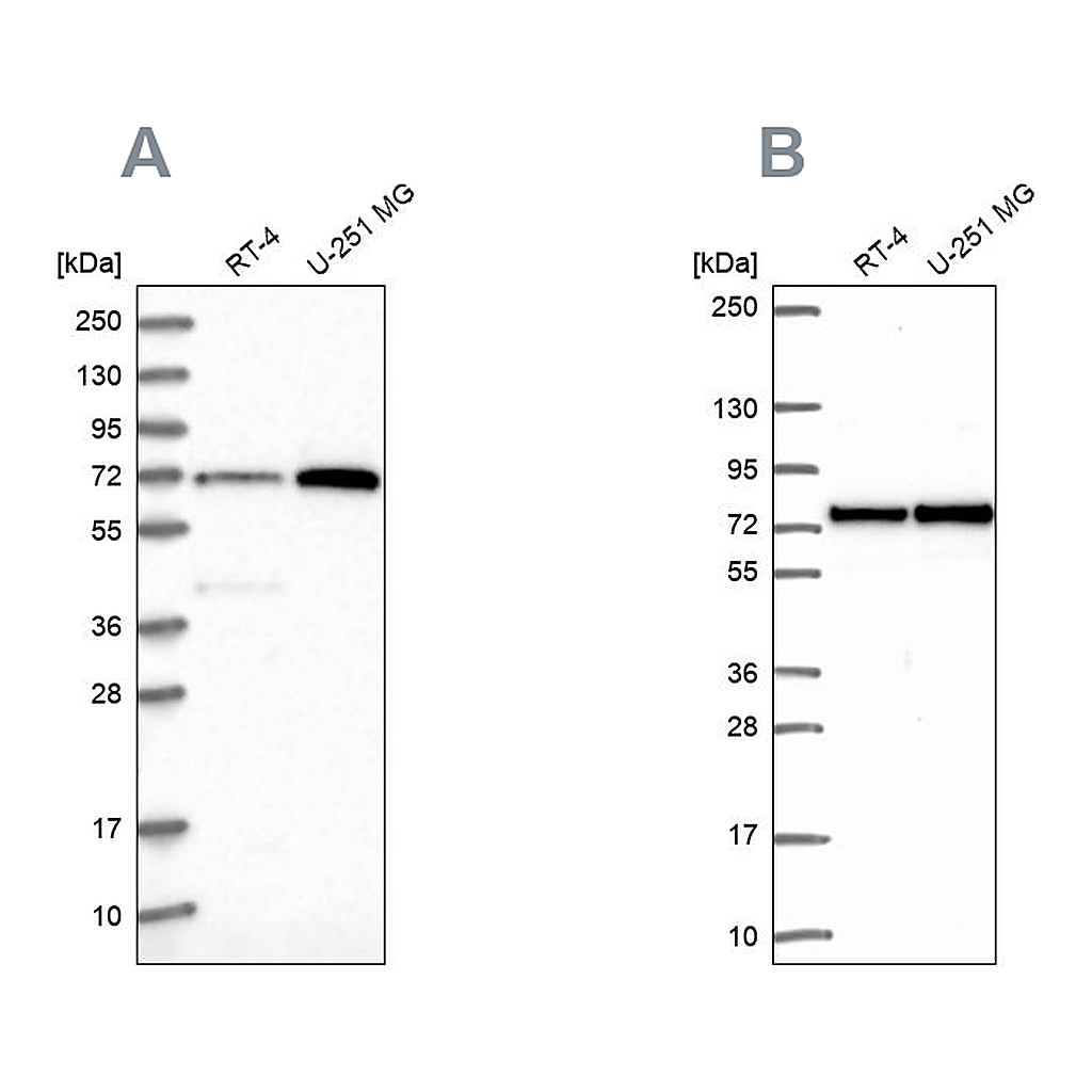 Atlas Antibodies Anti-PES1 Antibody