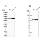 Atlas Antibodies Anti-PES1 Antibody
