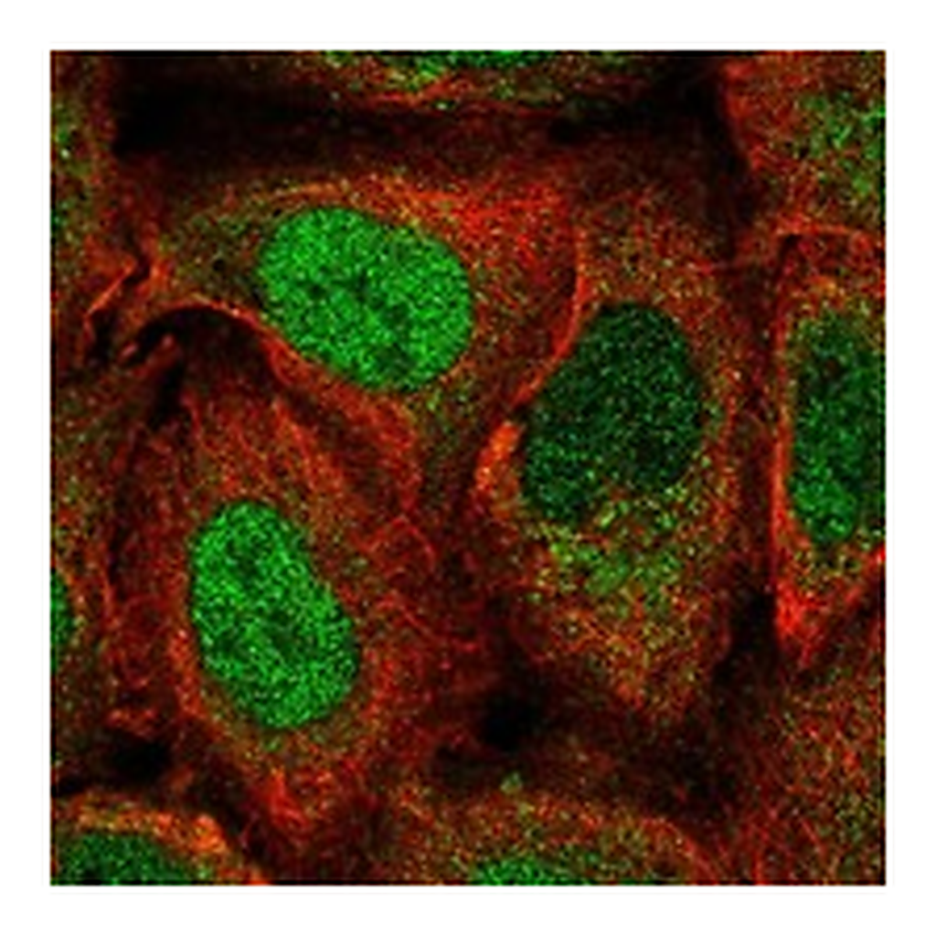 Atlas Antibodies Anti-PER2 Antibody