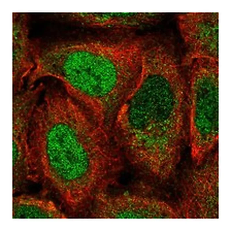 Atlas Antibodies Anti-PER2 Antibody