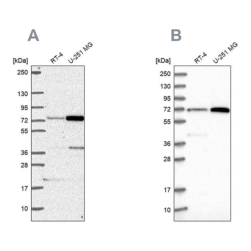 Atlas Antibodies Anti-PES1 Antibody