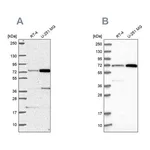 Atlas Antibodies Anti-PES1 Antibody