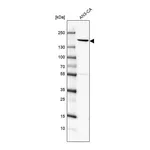 Atlas Antibodies Anti-PEX1 Antibody