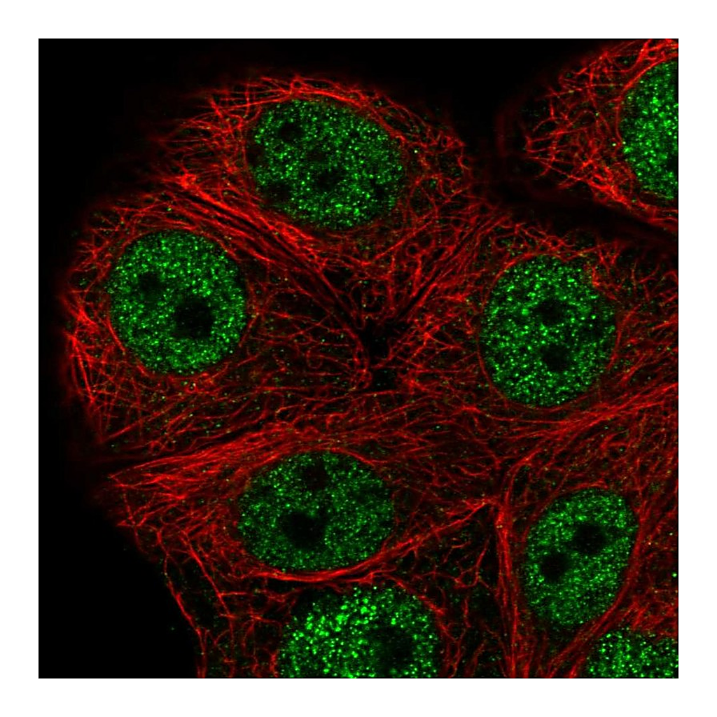 Atlas Antibodies Anti-PEX10 Antibody