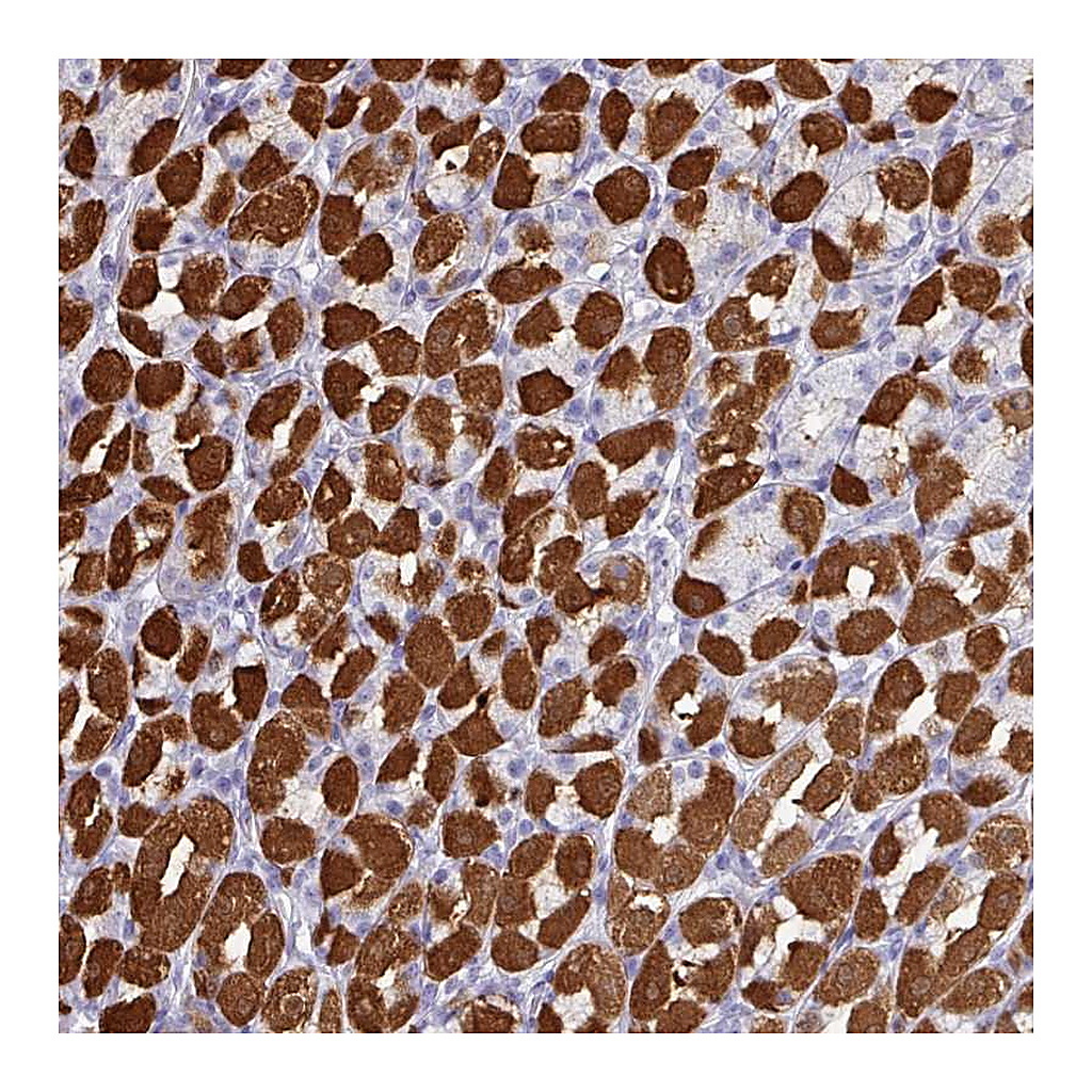 Atlas Antibodies Anti-PEX10 Antibody