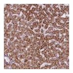 Atlas Antibodies Anti-PEX11B Antibody