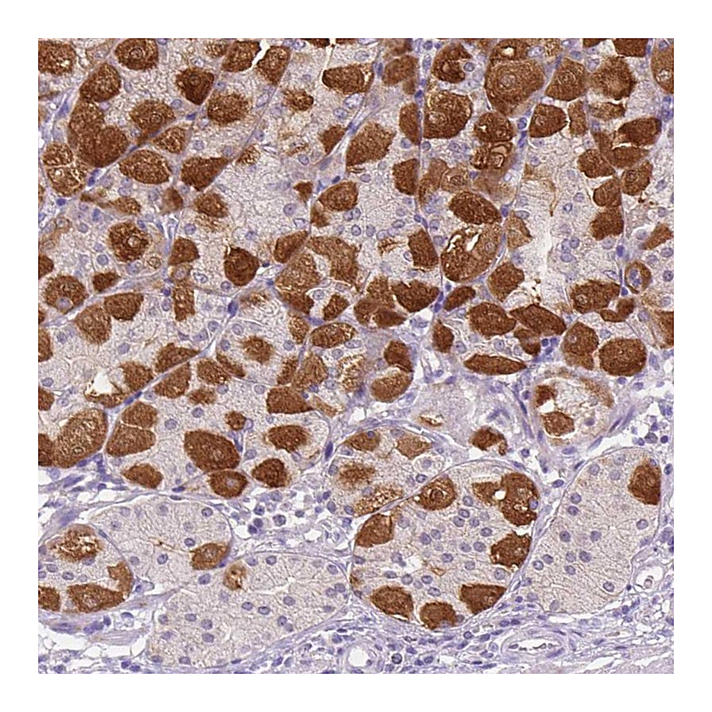 Atlas Antibodies Anti-PEX11G Antibody