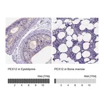 Atlas Antibodies Anti-PEX12 Antibody