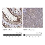 Atlas Antibodies Anti-PEX13 Antibody
