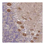 Atlas Antibodies Anti-PEX16 Antibody
