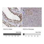 Atlas Antibodies Anti-PEX13 Antibody