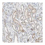Atlas Antibodies Anti-PEX2 Antibody