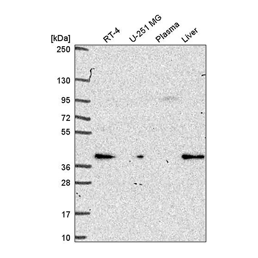 Atlas Antibodies Anti-PEX19 Antibody