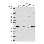 Atlas Antibodies Anti-PEX19 Antibody