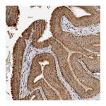 Atlas Antibodies Anti-PEX2 Antibody
