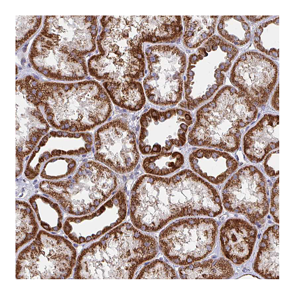 Atlas Antibodies Anti-PEX3 Antibody