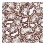 Atlas Antibodies Anti-PEX3 Antibody