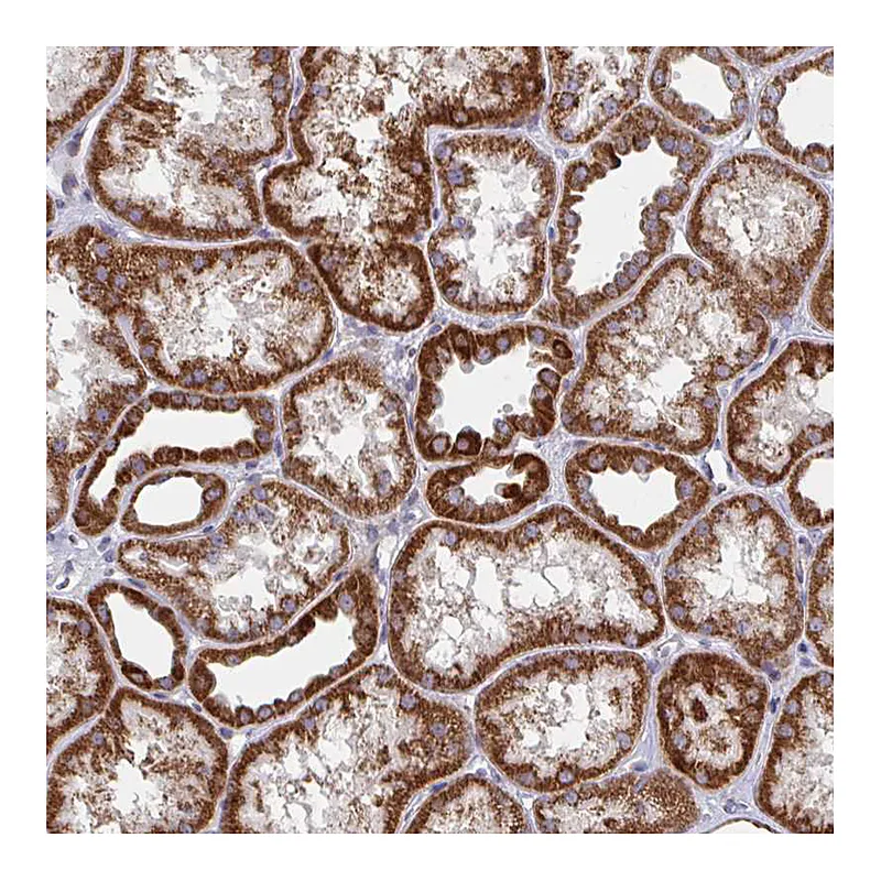 Atlas Antibodies Anti-PEX3 Antibody