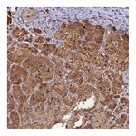 Atlas Antibodies Anti-PEX3 Antibody