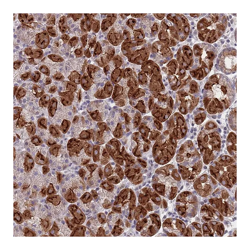 Atlas Antibodies Anti-PEX7 Antibody