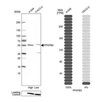 Atlas Antibodies Anti-PFKFB3 Antibody