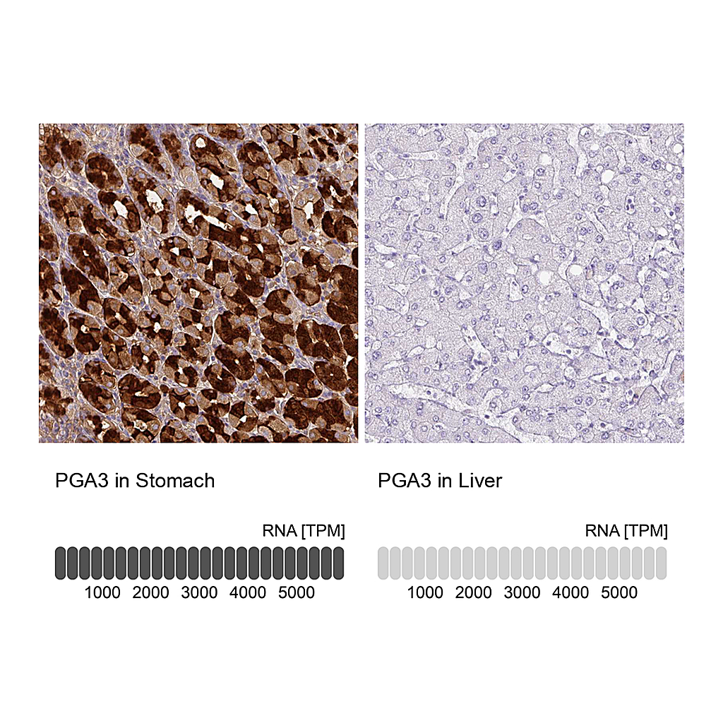 Atlas Antibodies Anti-PGA3 Antibody