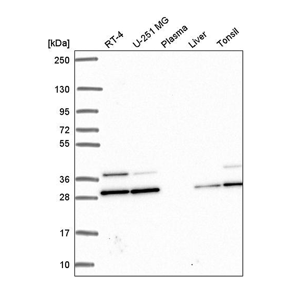 Atlas Antibodies Anti-PGAM1 Antibody