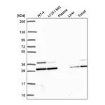 Atlas Antibodies Anti-PGAM1 Antibody