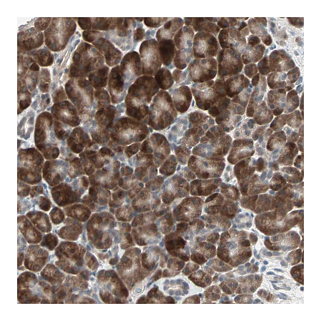 Atlas Antibodies Anti-PGBD1 Antibody