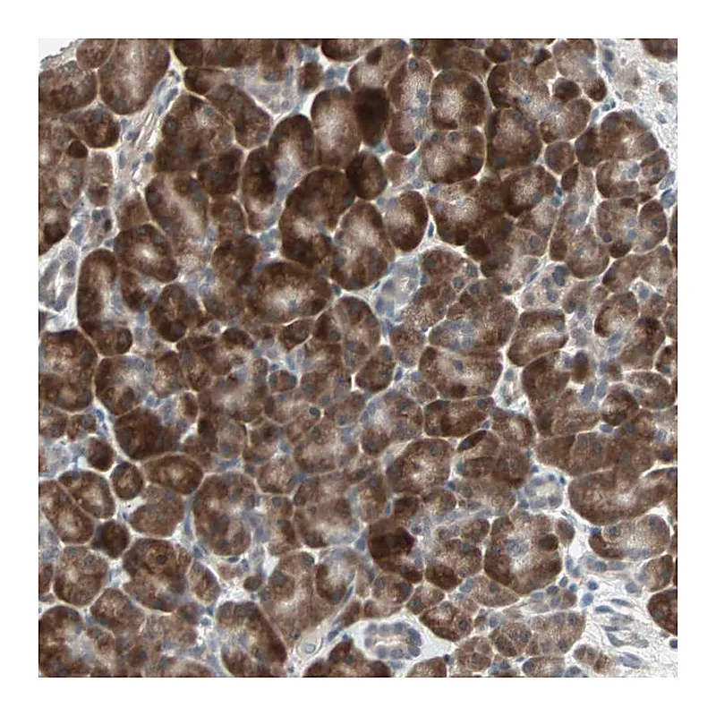 Atlas Antibodies Anti-PGBD1 Antibody
