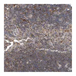 Atlas Antibodies Anti-PGBD2 Antibody