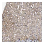 Atlas Antibodies Anti-PGBD2 Antibody