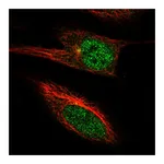 Atlas Antibodies Anti-PGBD4 Antibody