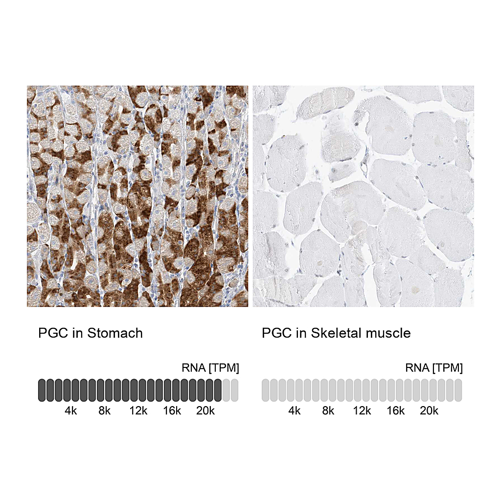 Atlas Antibodies Anti-PGC Antibody