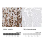 Atlas Antibodies Anti-PGC Antibody