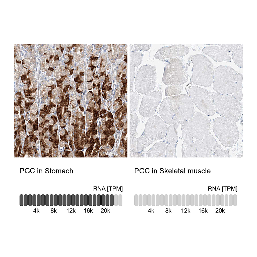 Atlas Antibodies Anti-PGC Antibody