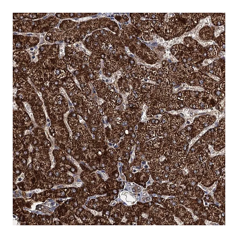 Atlas Antibodies Anti-PGGHG Antibody
