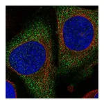 Atlas Antibodies Anti-PGGHG Antibody