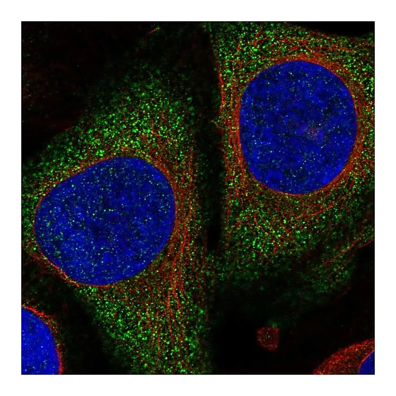 Atlas Antibodies Anti-PGGHG Antibody