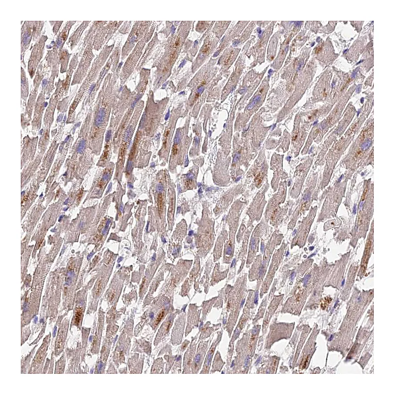 Atlas Antibodies Anti-PGK1 Antibody
